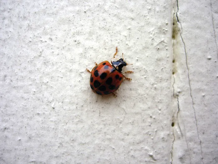 Northwest Exterminating - Ringgold Picture 3