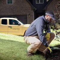 Waynes Pest Control ico