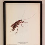 Massey Services Pest Control