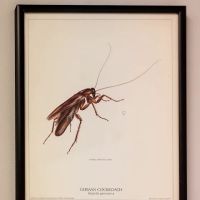 Massey Services Pest Control ico