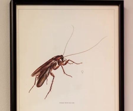 Massey Services Pest Control