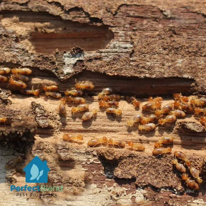 Perfect Blend Pest Solutions Picture 2
