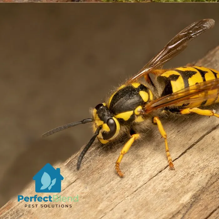 Perfect Blend Pest Solutions Picture 10