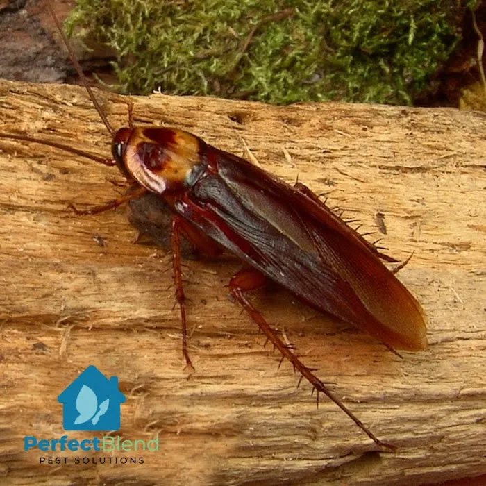 Perfect Blend Pest Solutions Picture 1