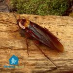 Perfect Blend Pest Solutions