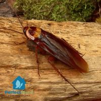 Perfect Blend Pest Solutions ico