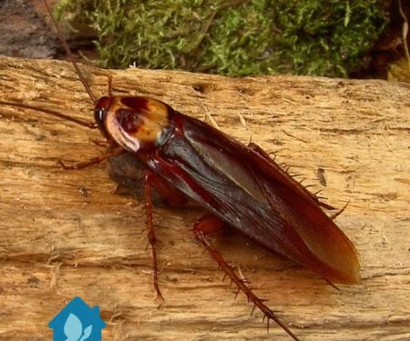 Perfect Blend Pest Solutions