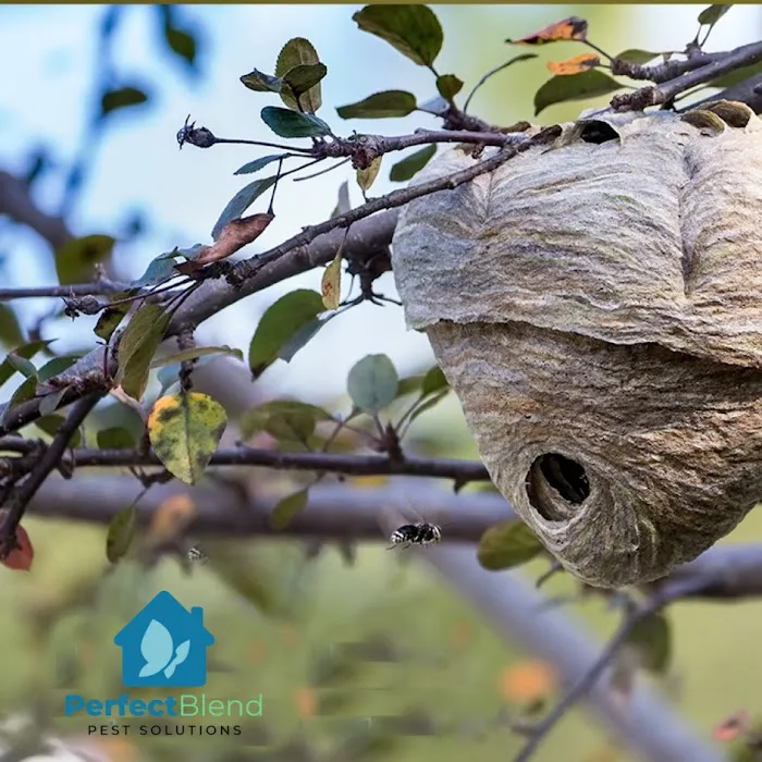 Perfect Blend Pest Solutions Picture 6
