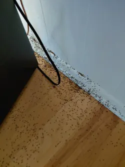 Northwest Exterminating - Chattanooga Picture 3