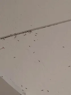 Northwest Exterminating - Chattanooga Picture 1