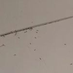 Northwest Exterminating - Chattanooga