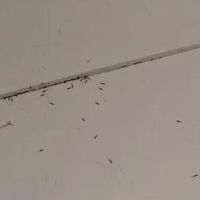 Northwest Exterminating - Chattanooga ico