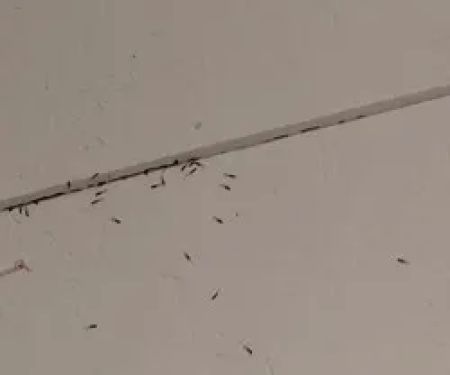 Northwest Exterminating - Chattanooga