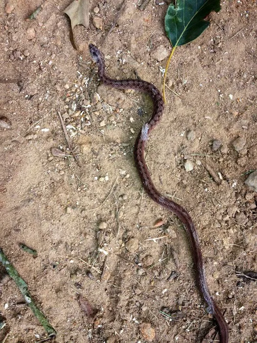 Zapp Wildlife Management Picture 1
