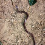 Zapp Wildlife Management