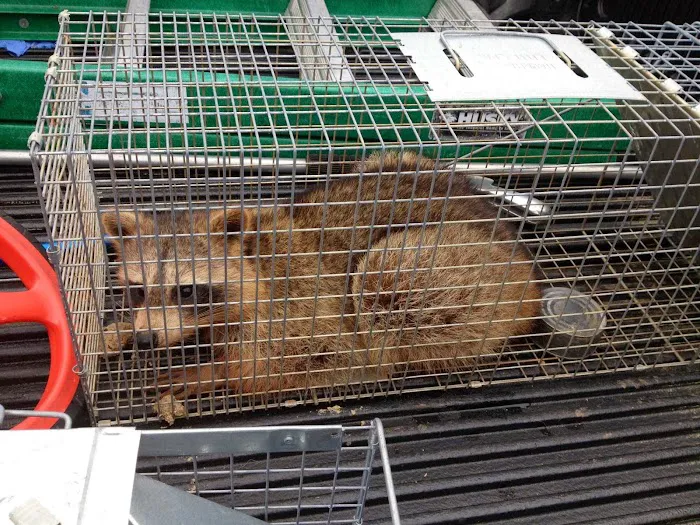 Zapp Wildlife Management Picture 3