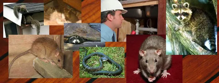 Zapp Wildlife Management Picture 7