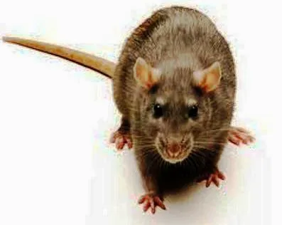 Zapp Wildlife Management Picture 5