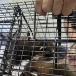 Final Trace Wildlife Solutions, LLC