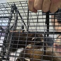 Final Trace Wildlife Solutions, LLC ico