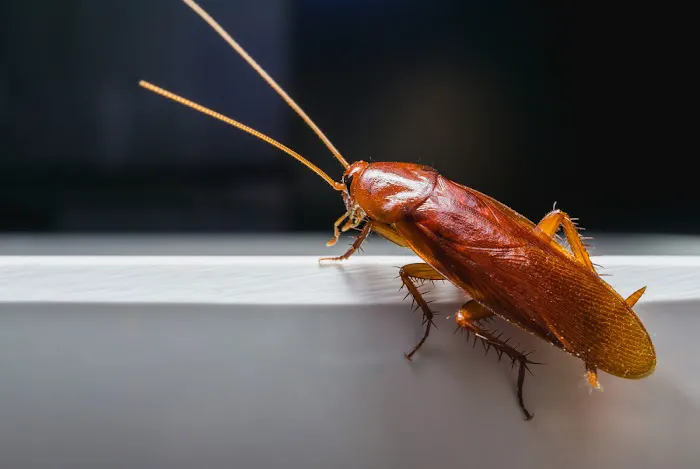 Outdoor Pest Control Solutions Picture 1