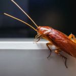 Outdoor Pest Control Solutions