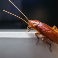 Outdoor Pest Control Solutions ico