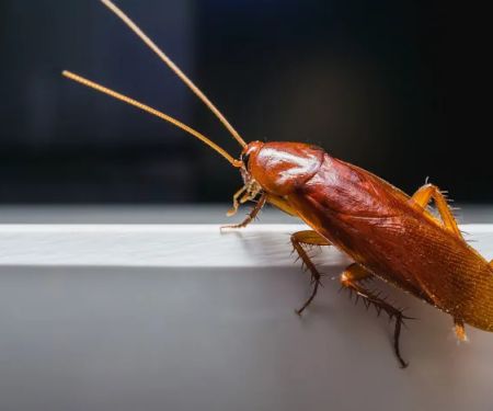 Outdoor Pest Control Solutions