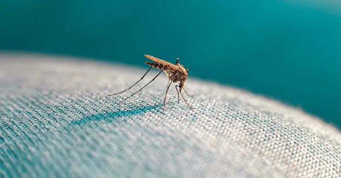 Outdoor Pest Control Solutions Picture 5