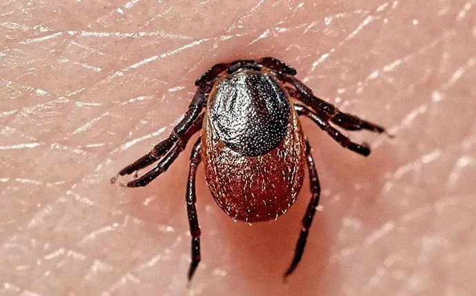 Outdoor Pest Control Solutions Picture 4