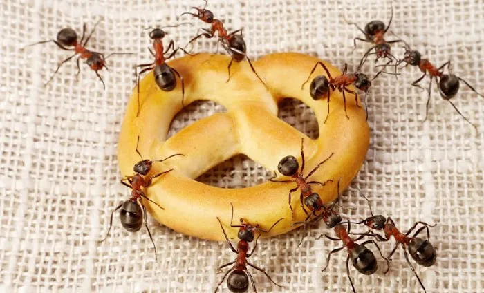 Outdoor Pest Control Solutions Picture 6