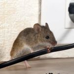 Lake City Pest Control Experts