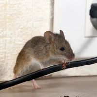 Lake City Pest Control Experts ico