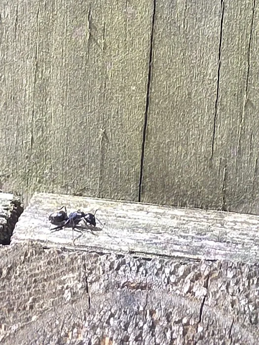 Fireline Pest Control Picture 6