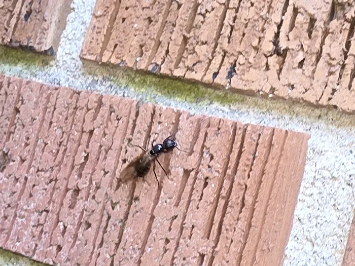 Fireline Pest Control Picture 8