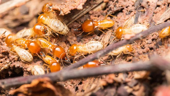 Arete Pest Control Picture 2