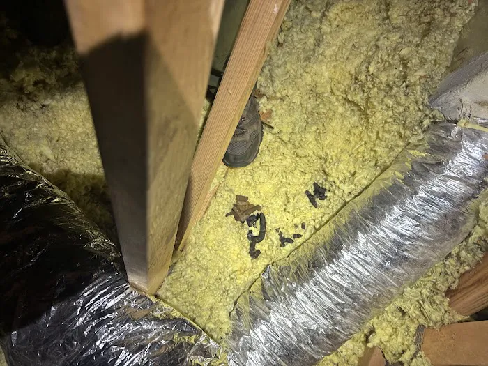Smart Solutions Wildlife Removal Picture 4