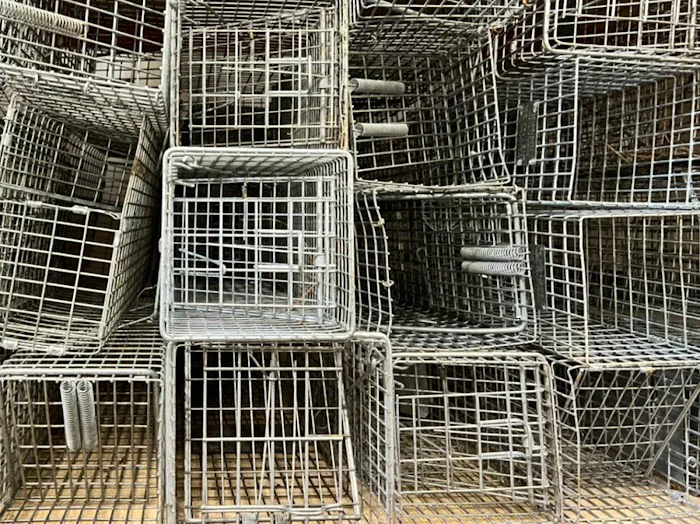 Smart Solutions Wildlife Removal Picture 1