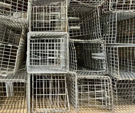 Smart Solutions Wildlife Removal