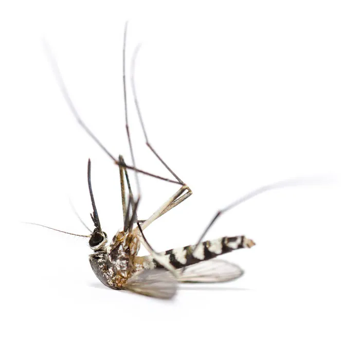 Zero Mosquito Picture 4
