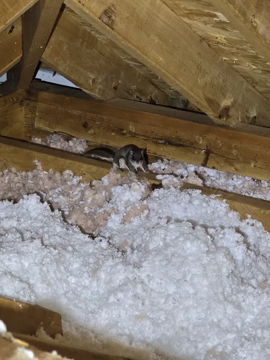 Xceptional Wildlife Removal Picture 1