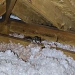 Xceptional Wildlife Removal