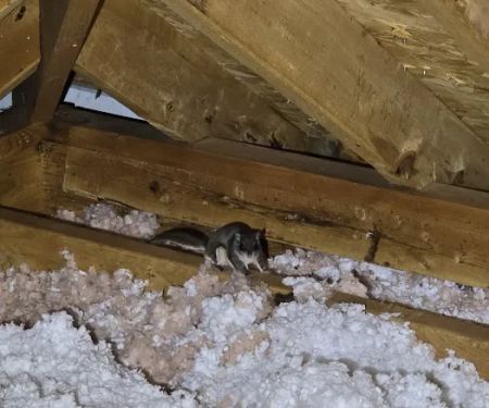 Xceptional Wildlife Removal