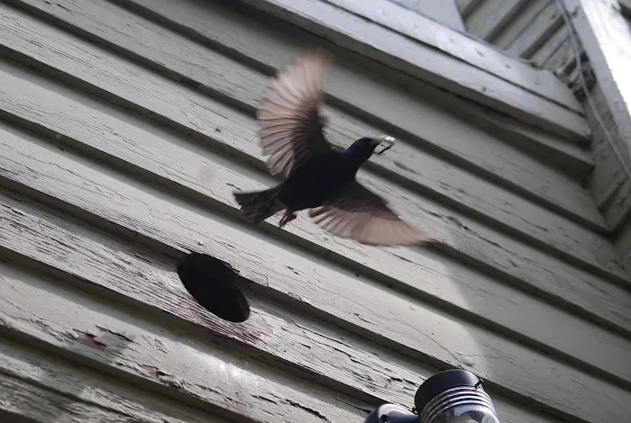 Xceptional Wildlife Removal Picture 7
