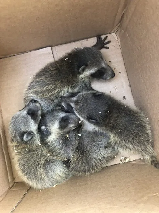 Critter Control Picture 8