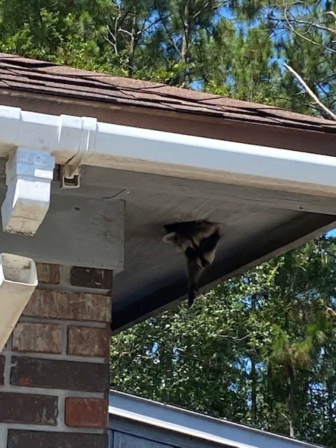 Critter Control Picture 5