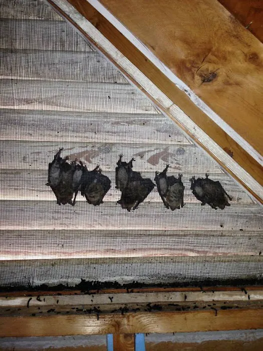Critter Control Picture 2