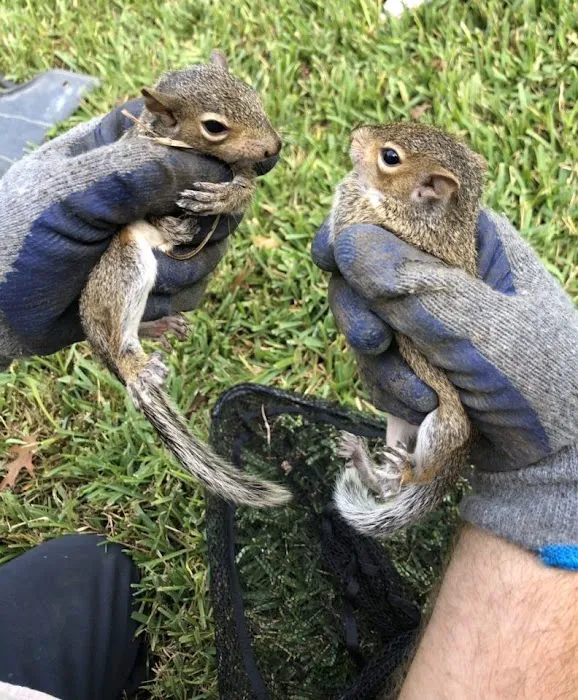 Critter Control Picture 10