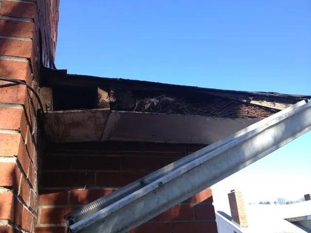 Critter Control Picture 6