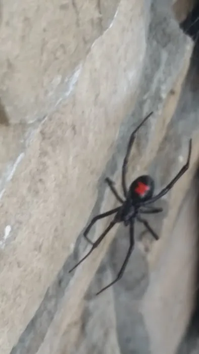 Earth Right Exterminating LLC Picture 9